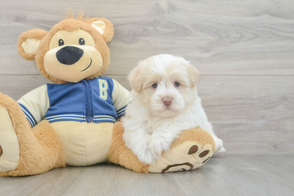 Friendly Havapoo Baby