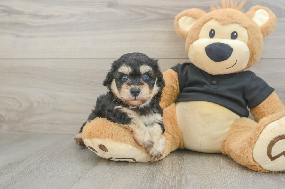 5 week old Havapoo Puppy For Sale - Puppy Love PR