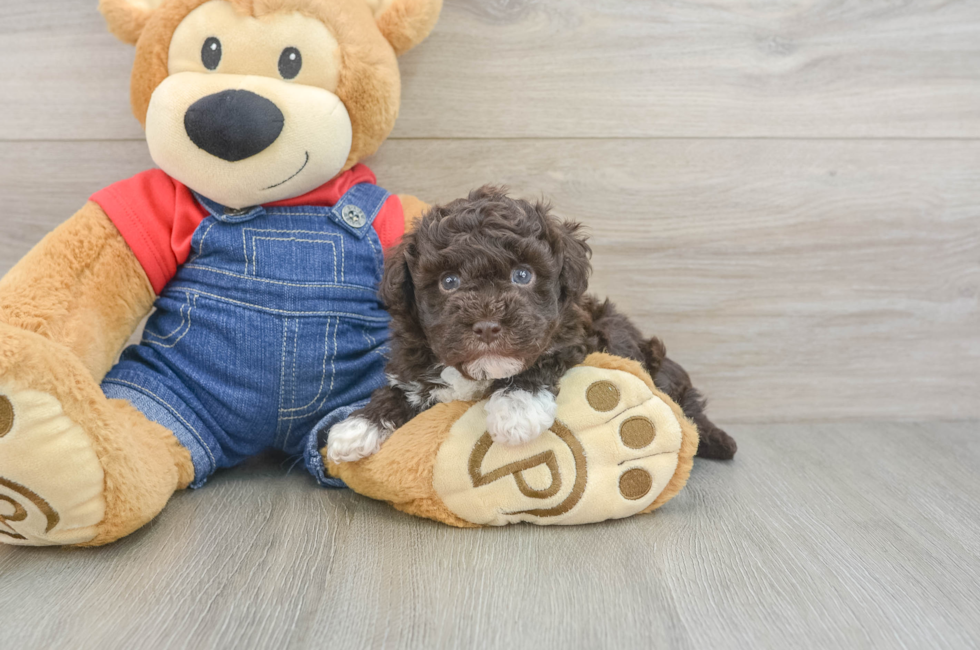 5 week old Havapoo Puppy For Sale - Puppy Love PR