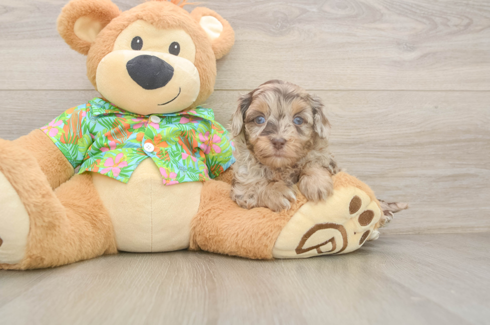 5 week old Havapoo Puppy For Sale - Puppy Love PR