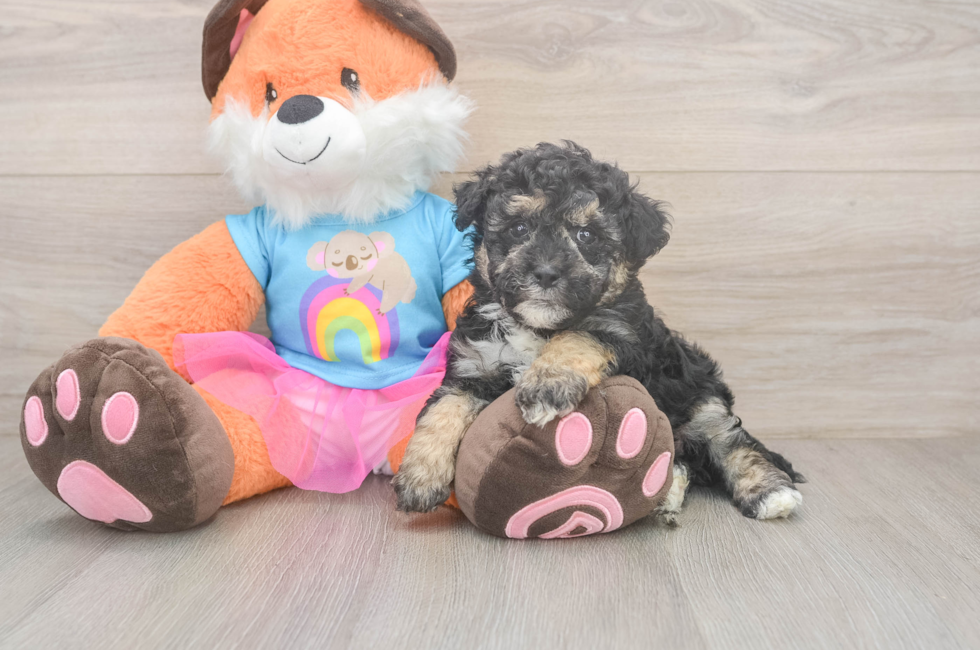 7 week old Havapoo Puppy For Sale - Puppy Love PR