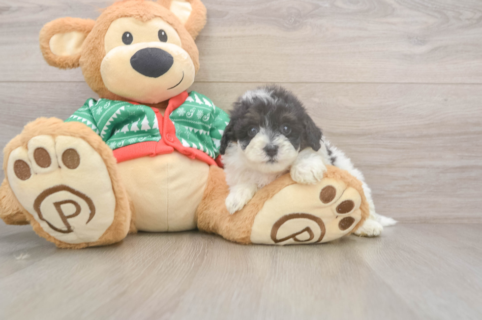 5 week old Havapoo Puppy For Sale - Puppy Love PR