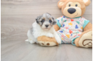 Small Havapoo Baby