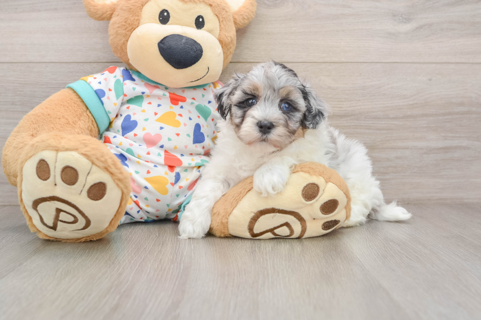 Best Havapoo Baby