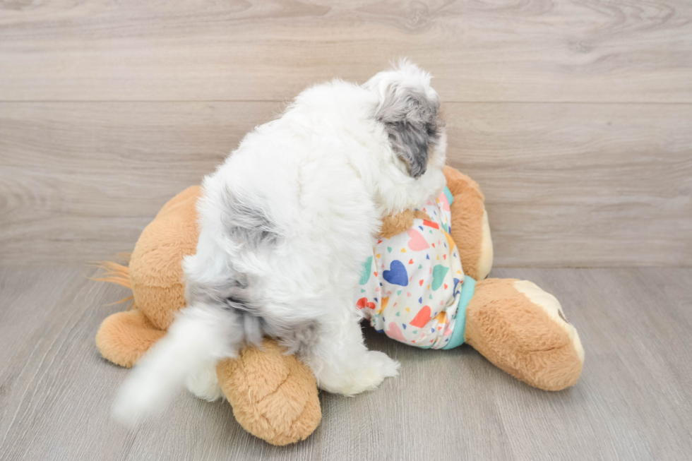 Funny Havapoo Poodle Mix Pup