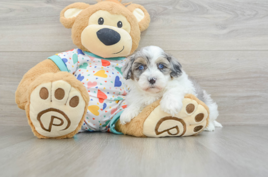 Energetic Havadoodle Poodle Mix Puppy