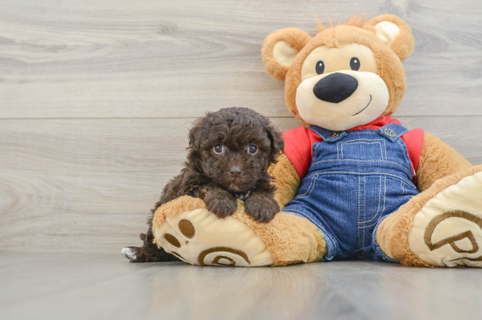 5 week old Havapoo Puppy For Sale - Puppy Love PR