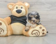 7 week old Havapoo Puppy For Sale - Puppy Love PR