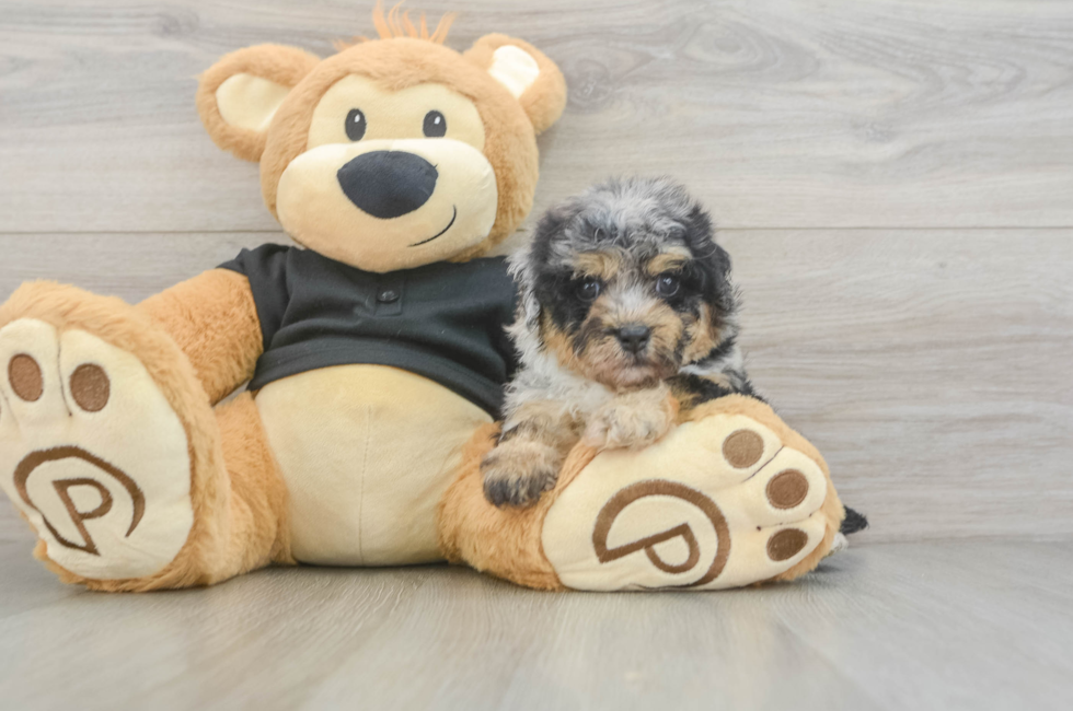 5 week old Havapoo Puppy For Sale - Puppy Love PR