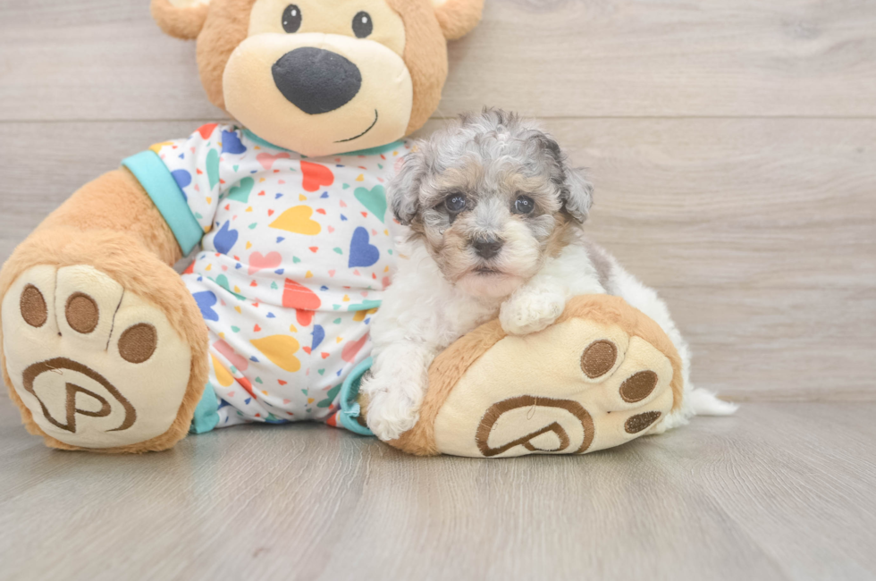 5 week old Havapoo Puppy For Sale - Puppy Love PR