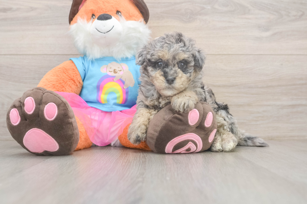 7 week old Havapoo Puppy For Sale - Puppy Love PR