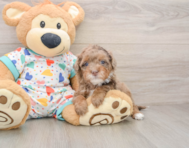 6 week old Havapoo Puppy For Sale - Puppy Love PR