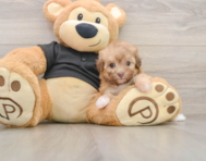 7 week old Havapoo Puppy For Sale - Puppy Love PR