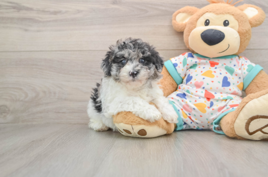 Hypoallergenic Havadoodle Poodle Mix Puppy