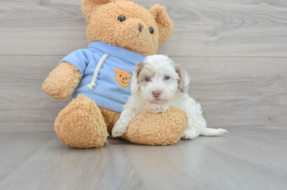 8 week old Havapoo Puppy For Sale - Puppy Love PR