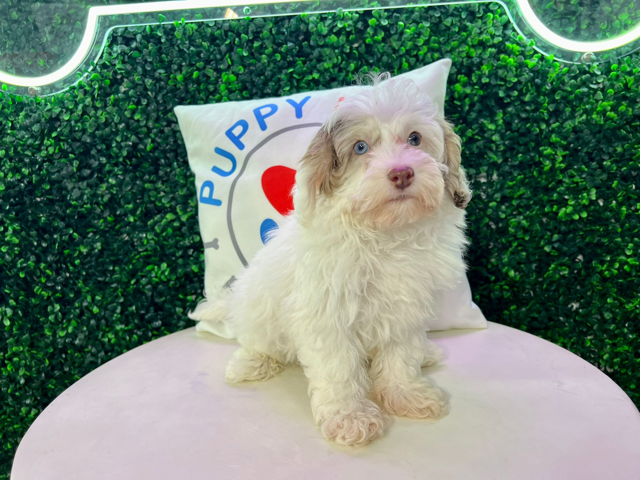 Cute Havadoodle Poodle Mix Puppy