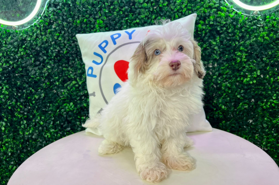 10 week old Havapoo Puppy For Sale - Puppy Love PR