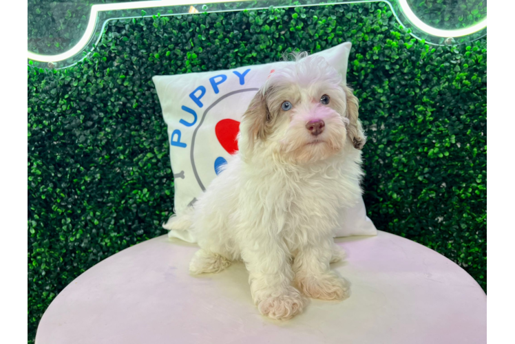 Meet Omni - our Havapoo Puppy Photo 1/4 - Puppy Love PR Cute Havadoodle Poodle Mix Puppy