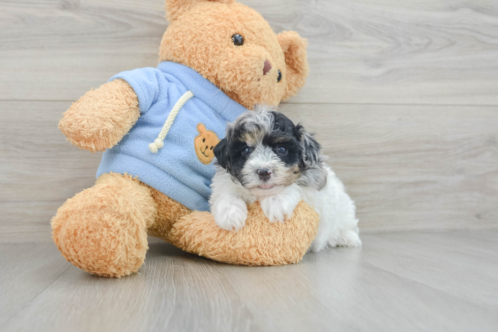 Energetic Havadoodle Poodle Mix Puppy