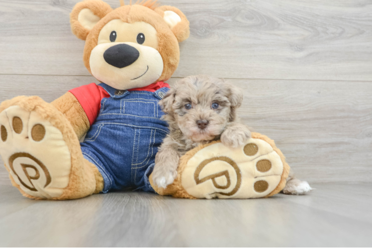 Smart Havapoo Poodle Mix Pup
