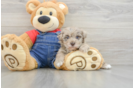 Smart Havapoo Poodle Mix Pup