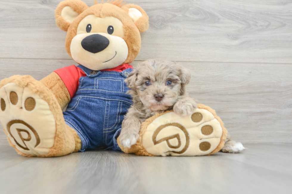 5 week old Havapoo Puppy For Sale - Puppy Love PR
