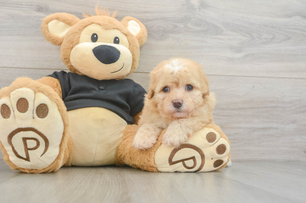 5 week old Havapoo Puppy For Sale - Puppy Love PR