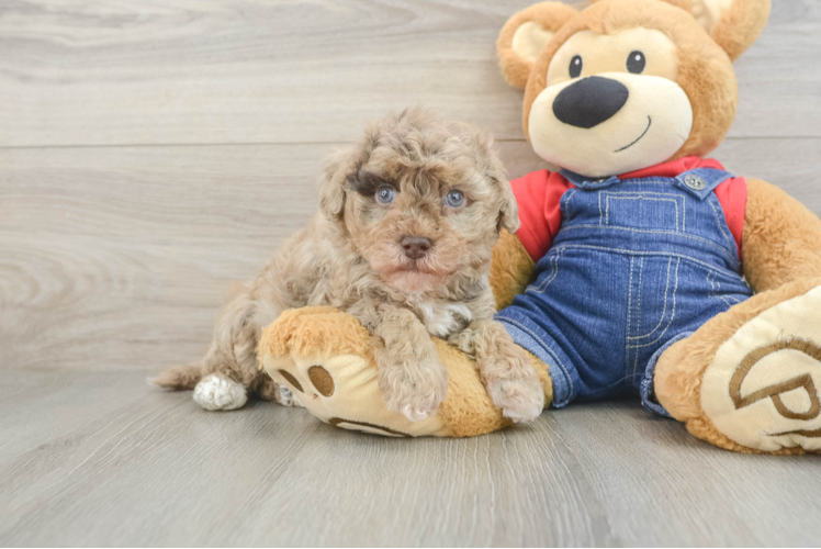 Havapoo Puppy for Adoption