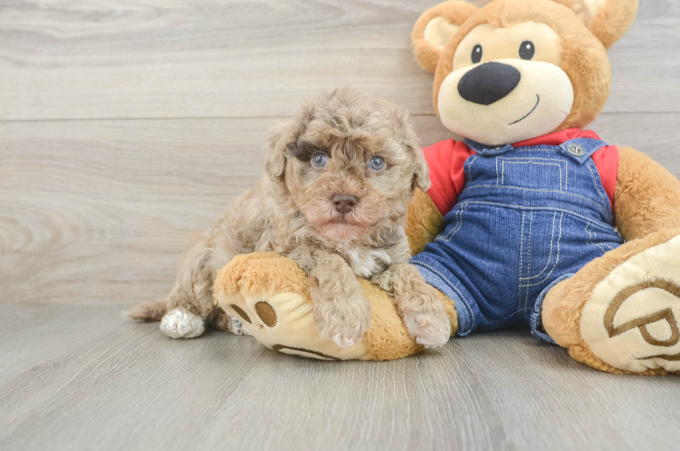 5 week old Havapoo Puppy For Sale - Puppy Love PR