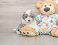 8 week old Havapoo Puppy For Sale - Puppy Love PR