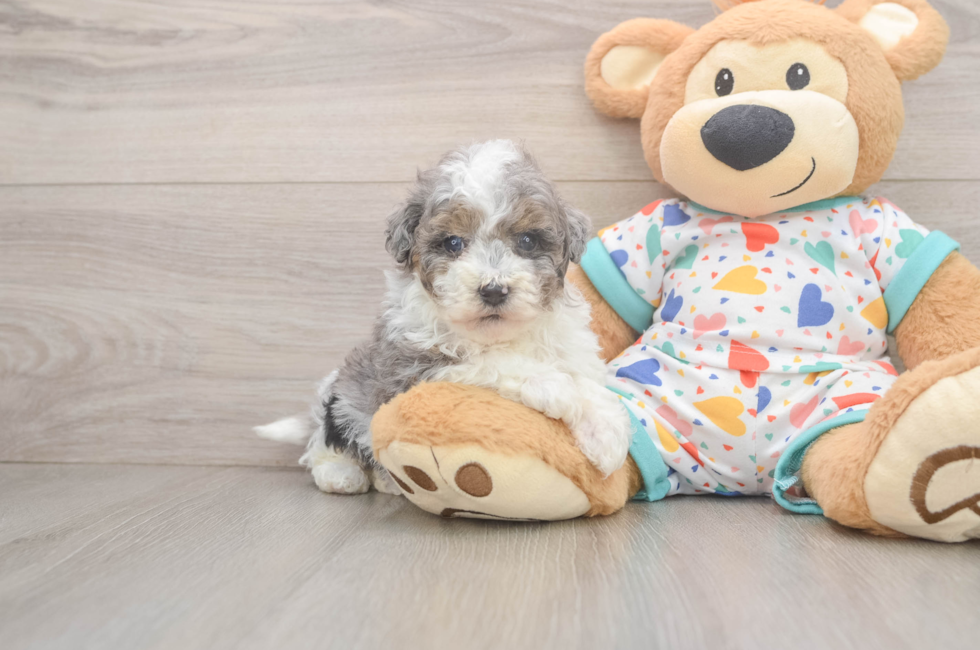 5 week old Havapoo Puppy For Sale - Puppy Love PR