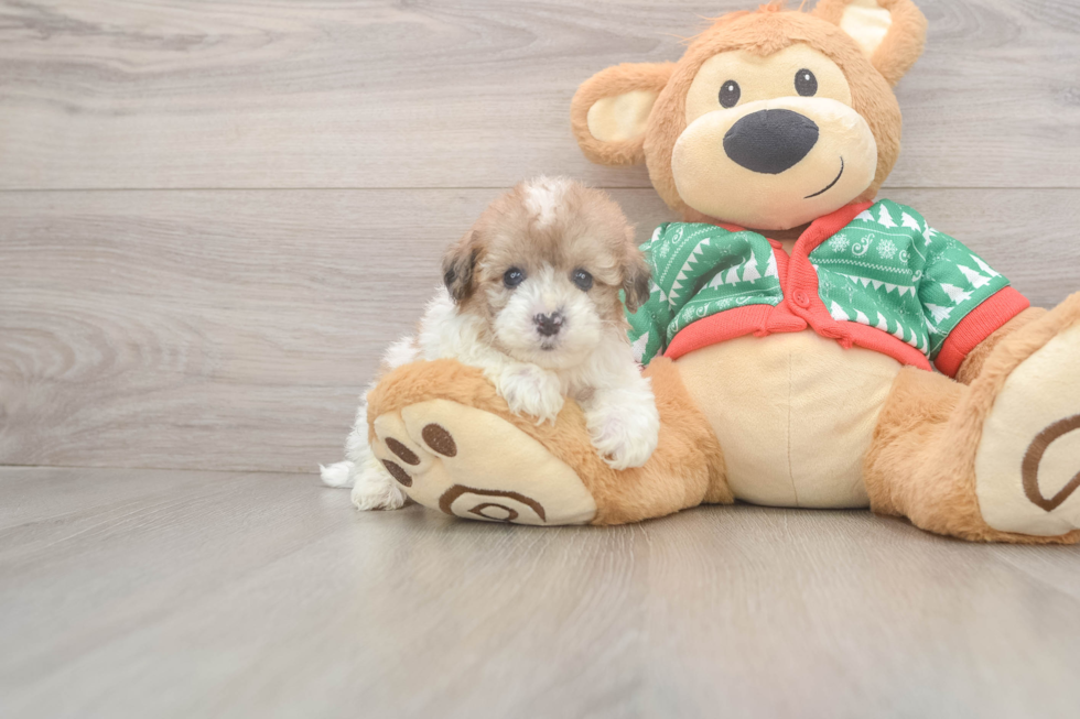 Fluffy Havapoo Poodle Mix Pup