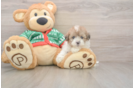 Playful Havadoodle Poodle Mix Puppy