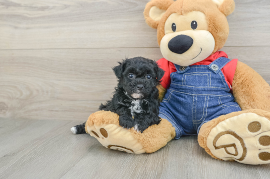 Havapoo Puppy for Adoption