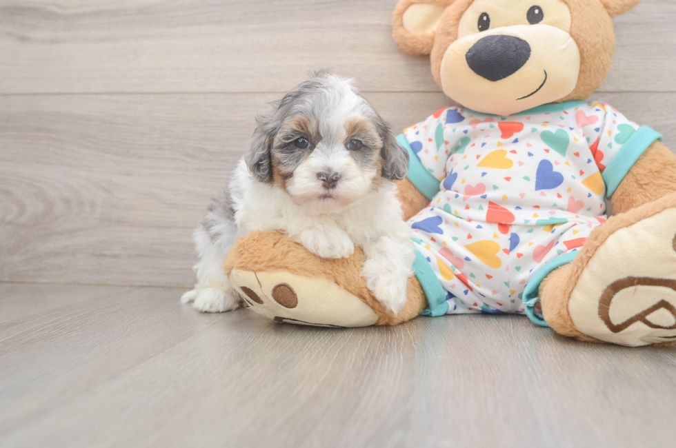 5 week old Havapoo Puppy For Sale - Puppy Love PR