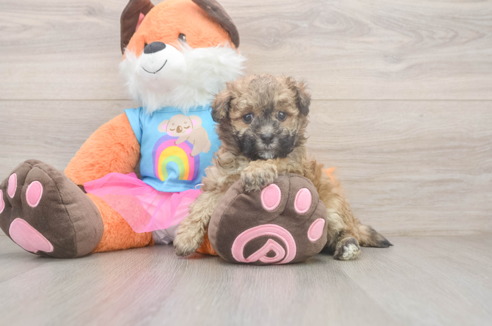 7 week old Havapoo Puppy For Sale - Puppy Love PR