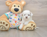 6 week old Havapoo Puppy For Sale - Puppy Love PR