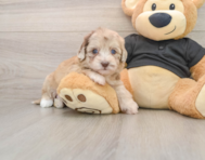 7 week old Havapoo Puppy For Sale - Puppy Love PR