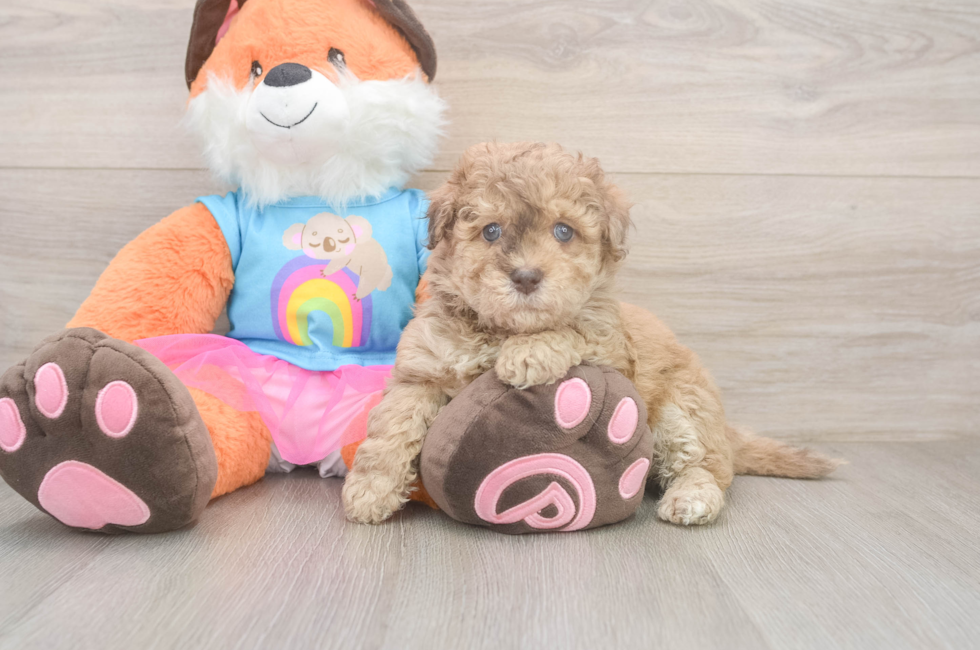 7 week old Havapoo Puppy For Sale - Puppy Love PR