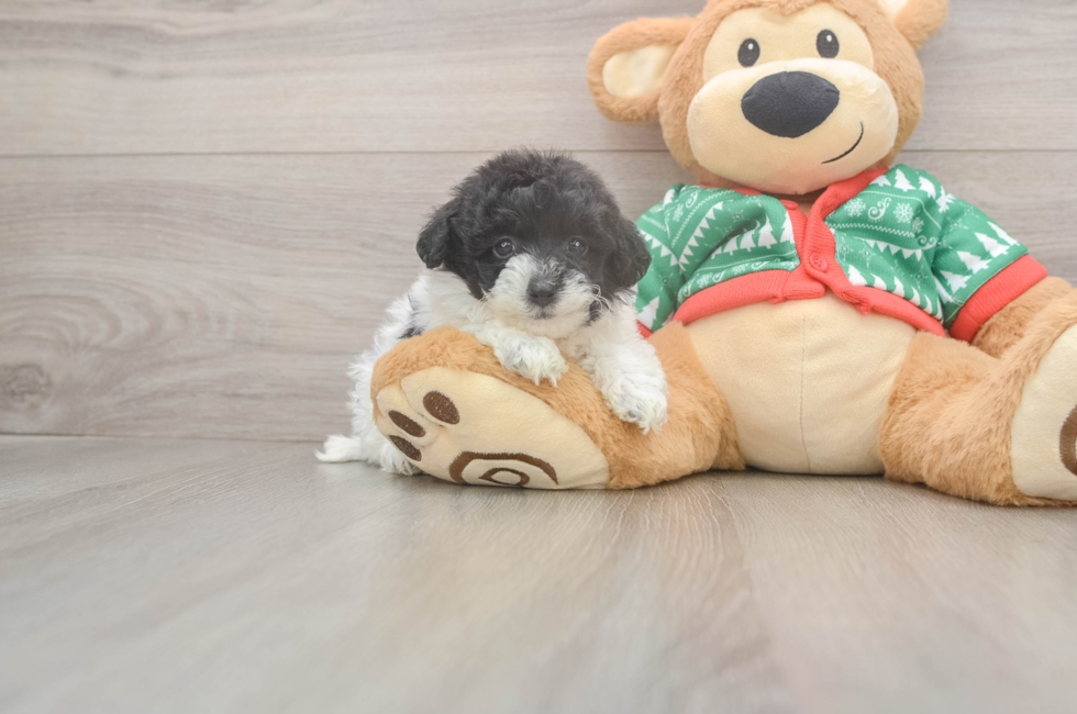 5 week old Havapoo Puppy For Sale - Puppy Love PR