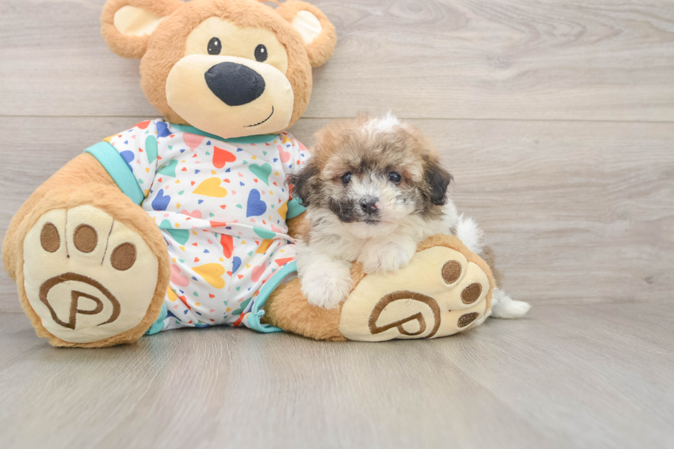 Havapoo Puppy for Adoption