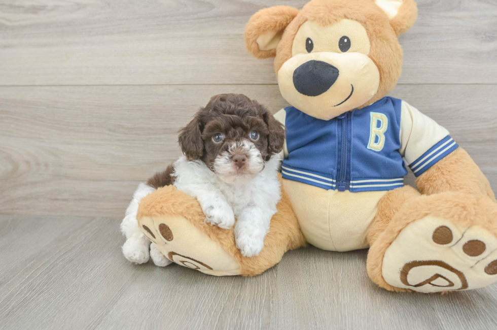 5 week old Havapoo Puppy For Sale - Puppy Love PR