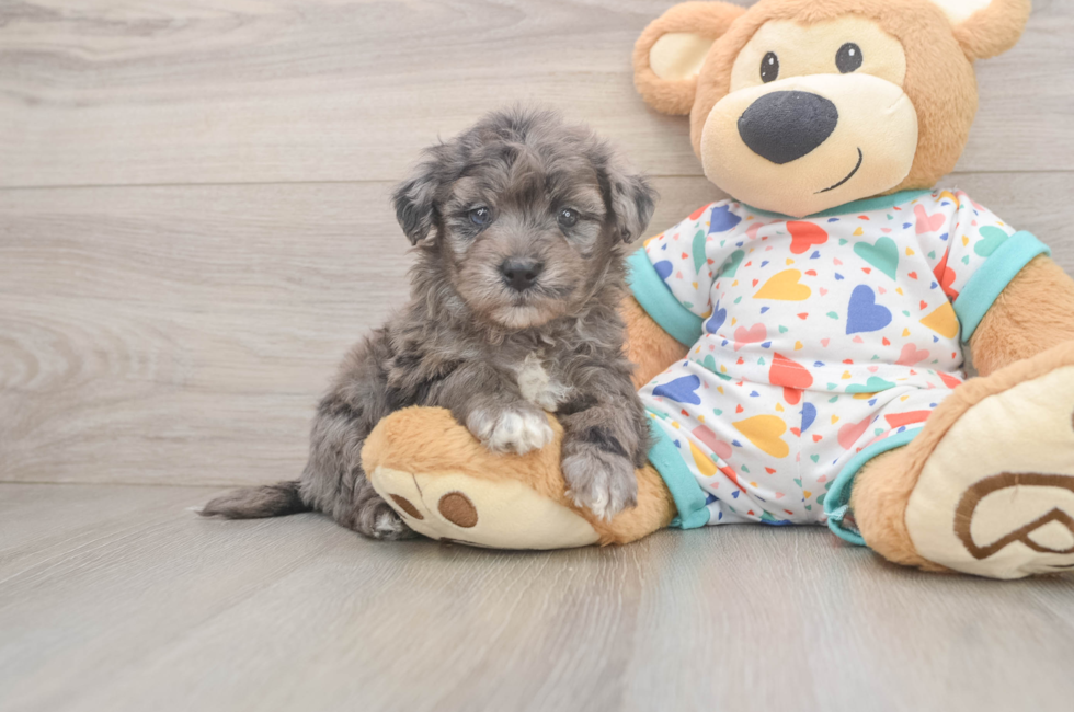 5 week old Havapoo Puppy For Sale - Puppy Love PR