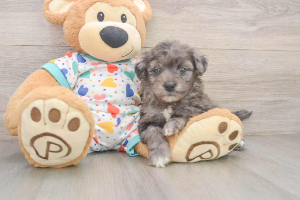 Fluffy Havapoo Poodle Mix Pup