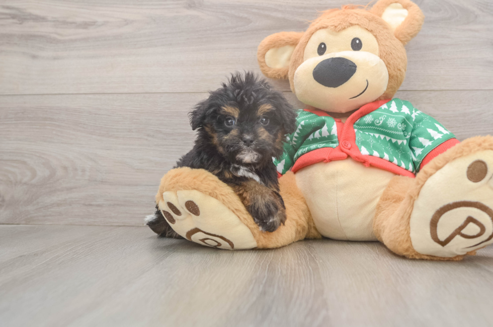 5 week old Havapoo Puppy For Sale - Puppy Love PR