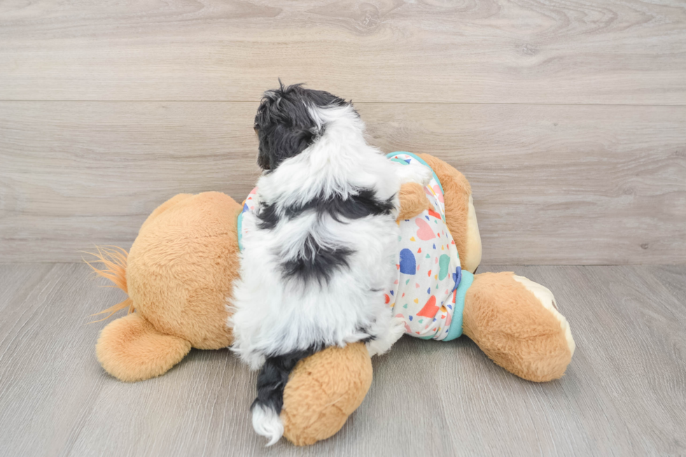 Little Havadoodle Poodle Mix Puppy