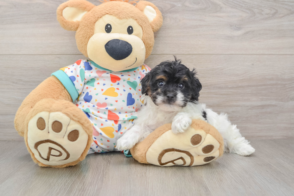 Adorable Havadoodle Poodle Mix Puppy