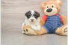 Fluffy Havapoo Poodle Mix Pup