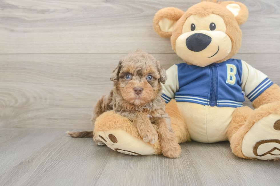 5 week old Havapoo Puppy For Sale - Puppy Love PR