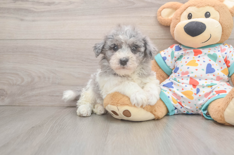 Havapoo Pup Being Cute